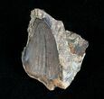 Triceratops Tooth With Partial Root - #4466-1